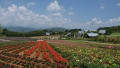 2014年07月岐阜の花