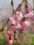 しだれ桜