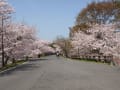 4月10日の輪中堤の桜