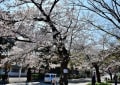 山手・元町公園の桜