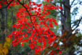 今年の紅葉巡り(1)--上田城址～懐古園～軽井沢