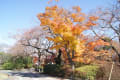 沼田公園の紅葉と躑躅