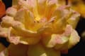 神代植物園の薔薇・芍薬
