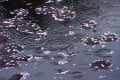 ぎゃらりーたちばなー新カメラ日記ー