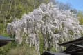 会津・観音寺川の桜まつり