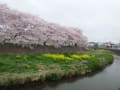 清々しい朝・・・・・曇る空と～桜～眺めながら・・・