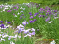 頼成の森（らんじょうのもり）：花しょうぶ祭り