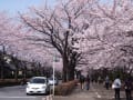 桜には青い空