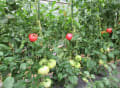 トマト連続摘心栽培の記録