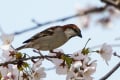 ニュウナイスズメの花弁ポイ捨て