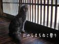 にゃらまちねこ祭り