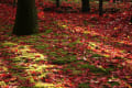 松戸本土寺の紅葉