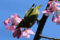 河津桜の蜜に寄るメジロ