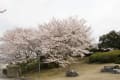 池のおく園の桜景色_160330