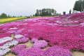 芝桜と富良野と白ひげの滝、青い池