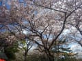 野岳湖の桜