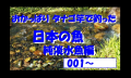 タナゴ竿で釣った魚　日本編　純淡水魚の部