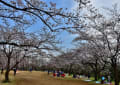 子供自然公園の桜　２