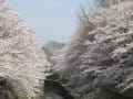 2014 Spring Cherry Blossom in Tokyo, Shizuoka, Komoro
