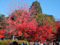 京都の紅葉