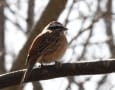 嵯峨の野鳥