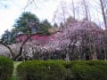 3月の植物園