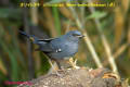 [16]White-bellied Redstart(M)27Feb2013-07p-s.jpg