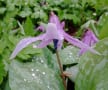 高橋山野草公園・雨天２０１７年４月１８日