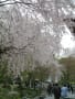 京都の桜　天龍寺