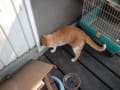 愛猫　なな