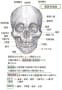 [8]頭蓋骨前面.jpg