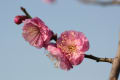 忠霊塔平和公園の梅花盛り