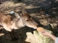 [7]東大寺のやる気のない鹿