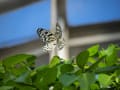 多摩動物園　昆虫園