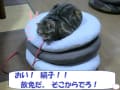 家猫の牢名主ごっこ