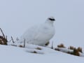 [81]みくりが池の雄雷鳥４.JPG