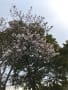 近所の桜の開花状況(3/25の朝）