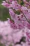 多摩の桜２０２２　～陽光桜の並木道～