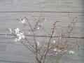 園芸シリーズ ２６－３ 桜の開花