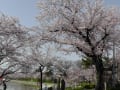 天王川公園の桜見ごろ