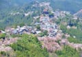 奈良 吉野山の桜