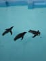 野毛山動物園(2018年2月12日)
