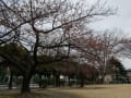 河津桜を眺めに公園に・・・市ノ坪公園。