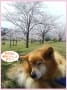 ちはら台公園の桜と雑種犬風と鈴