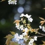 多摩森林科学園の里桜