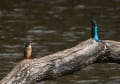 最近、野鳥撮影にはまりました。