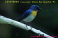 [15]Chinese Blue Flycatcher9Jan2013-06a-s.jpg