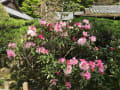 室生寺の石楠花