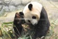 大熊猫（パンダ）