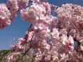 八重紅枝垂れ桜、雨情枝垂れ桜